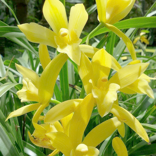 Cymbidium Golden Elf 'Sundust' HCC/AOS 'Variegated' (Not Blooming)