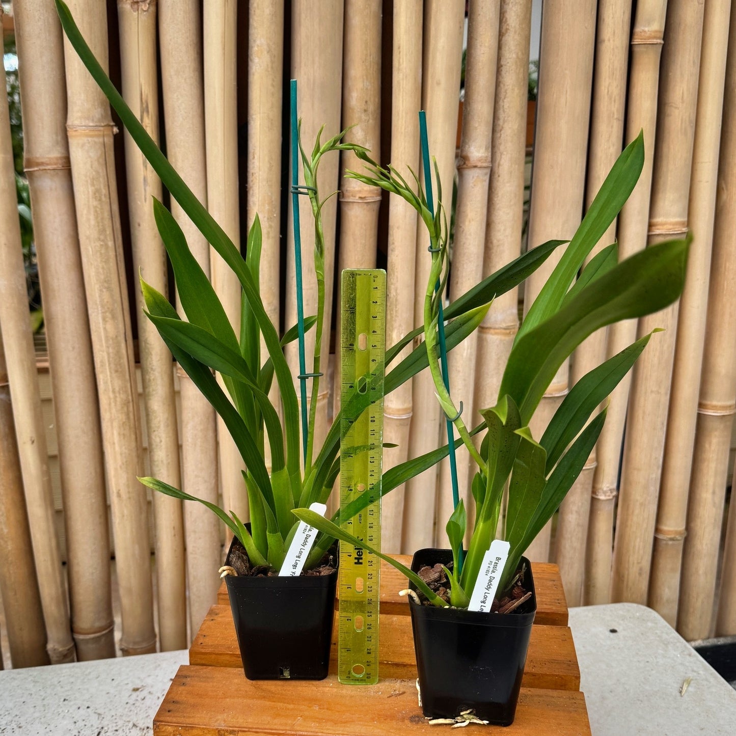 Brsa. Daddy Long Legs 'Fred Schwartz' (4" pot) - With Buds