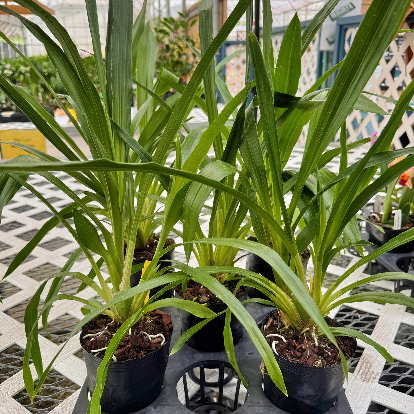 Zygo. Debbie DeMello 'Honolulu Baby' (4" Pot) - Not Blooming