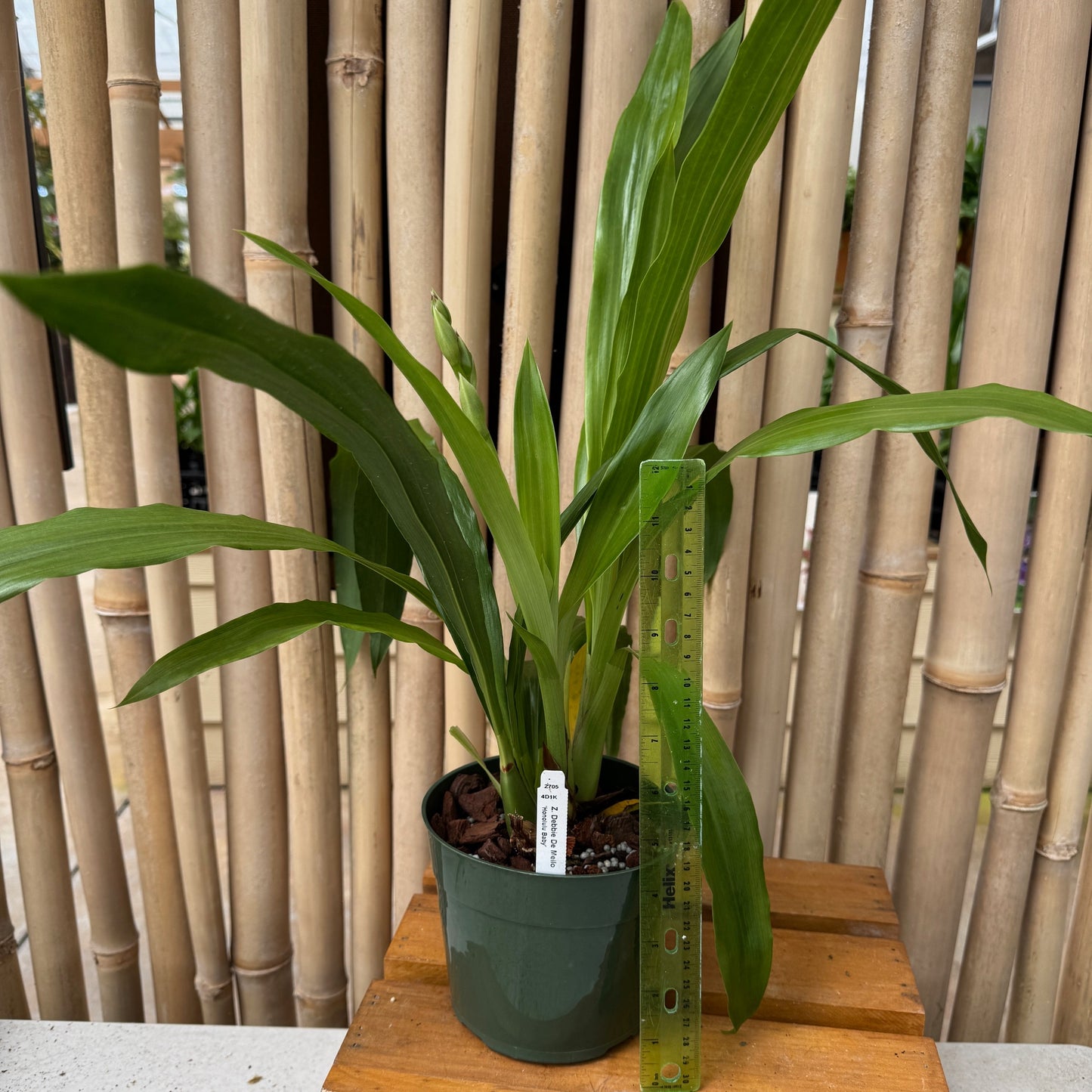 Zygo. Debbie DeMello 'Honolulu Baby' (5.5" Pot) - Buds