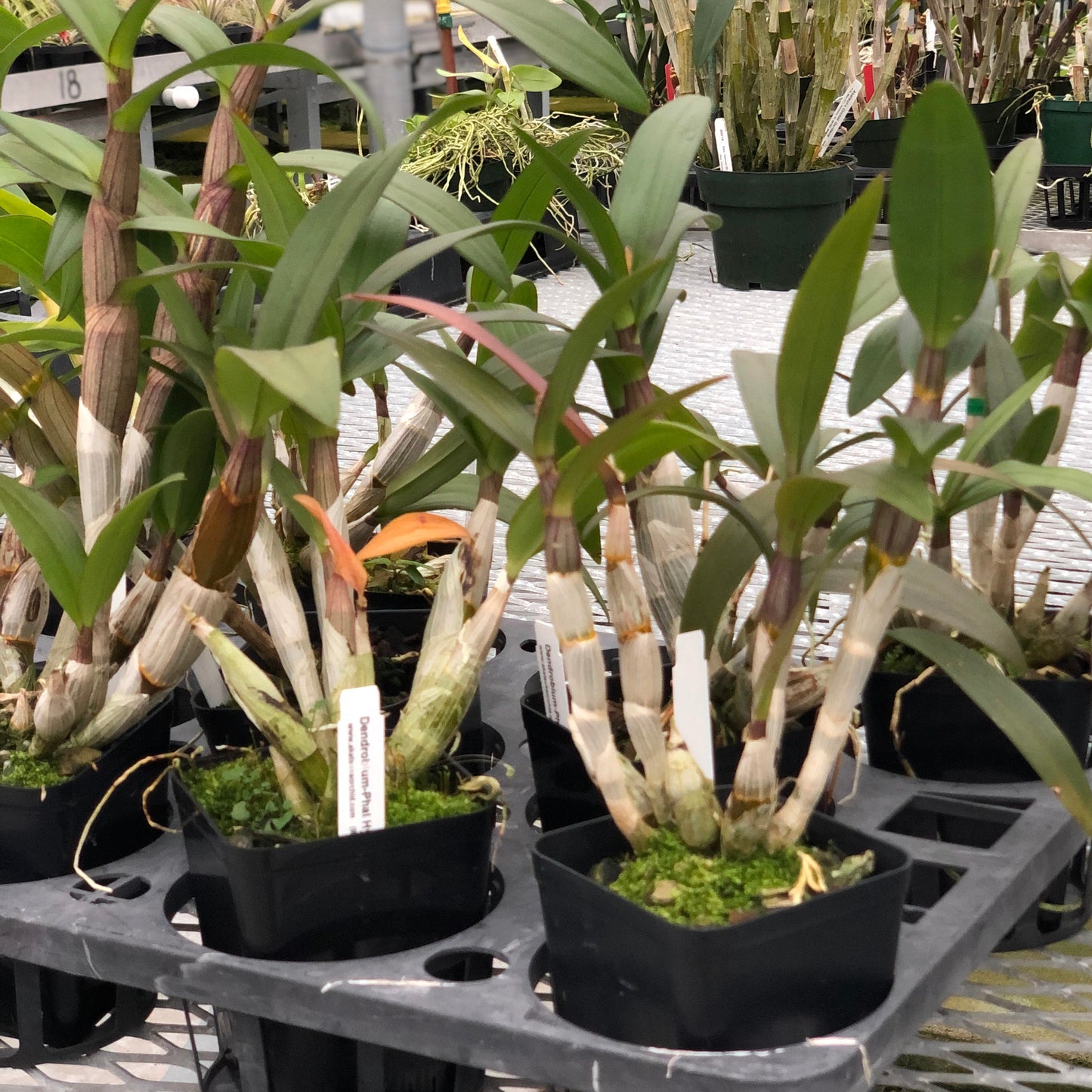 Den-Phal Orchid Plant (4" Pot) - Not Blooming