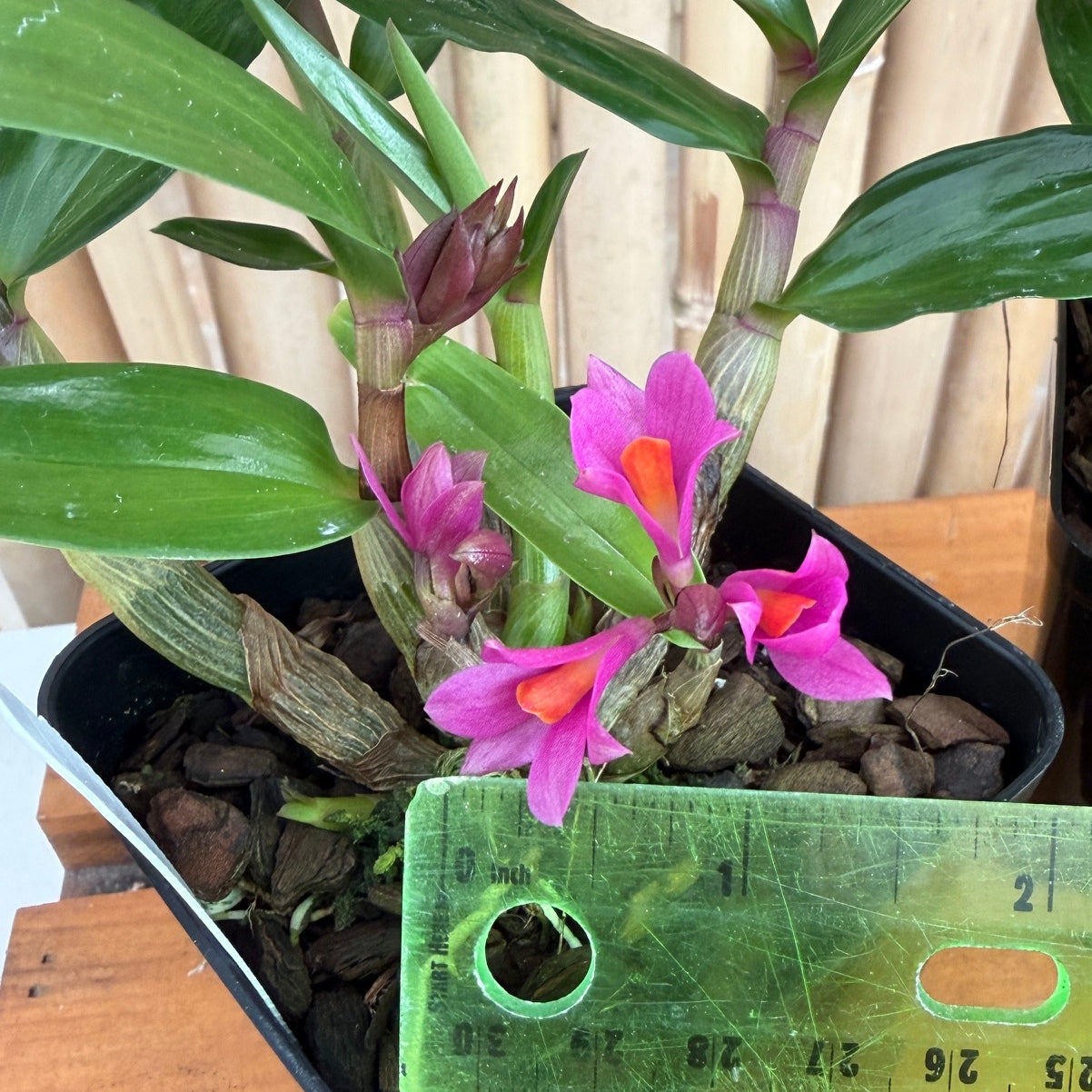 Den. Hibiki (4" pot) - Buds