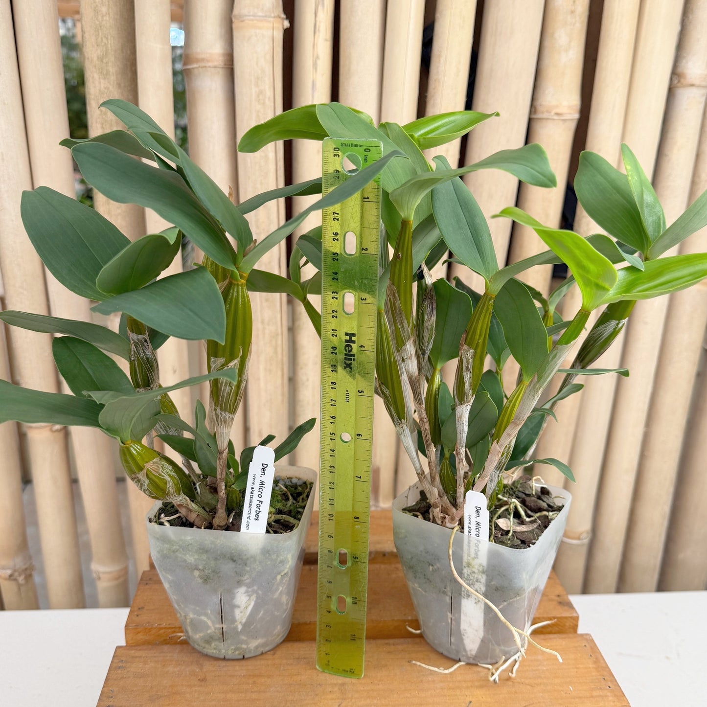 Dendrobium Micro Forbes (4" Pot) - Not Blooming