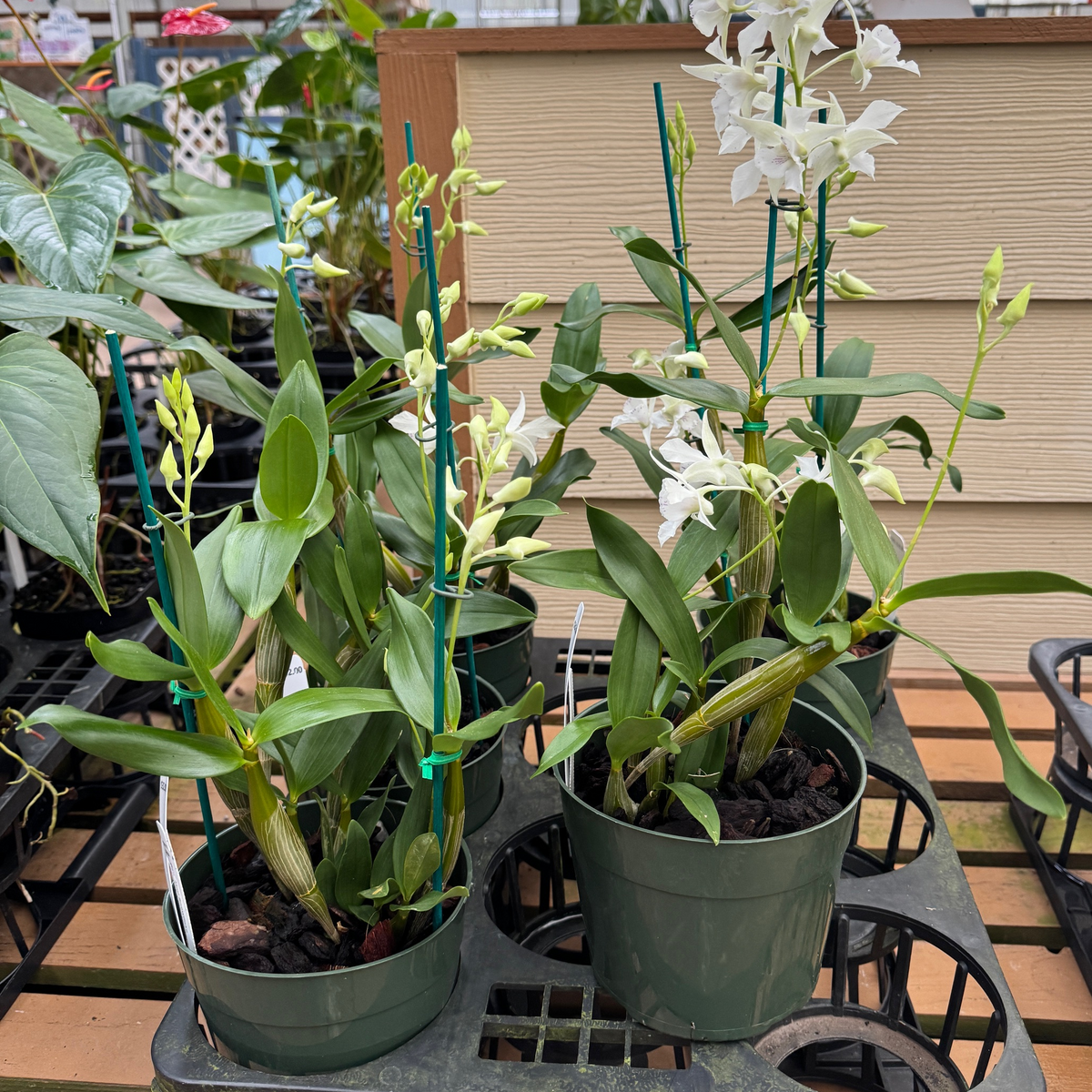 Dendrobium Mini Snowflake (5.5" Pot) - Buds