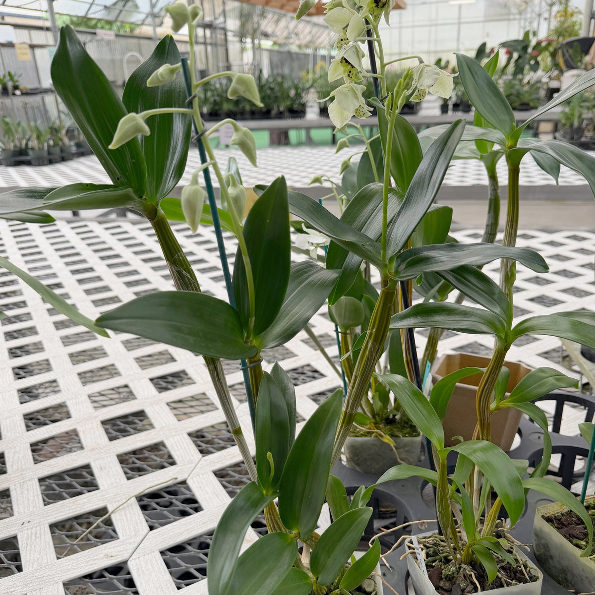 Den. Roy Tokunaga x sib ('Willie Spot' x 'Eve Snow') (4" Pot) - Buds