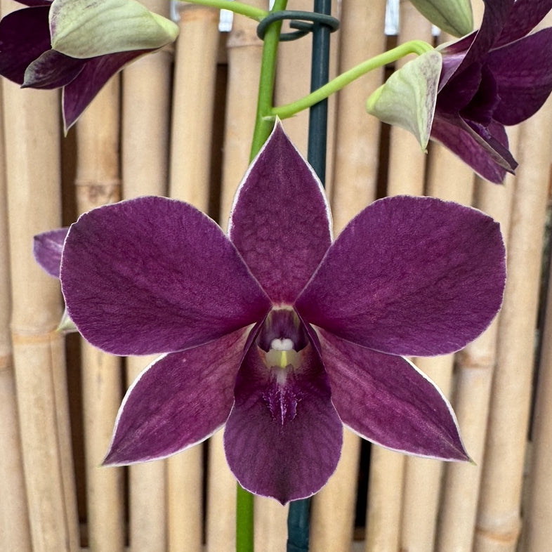 anthurium dendrobiums Dendrobium Sakada Blue (4" Pot)