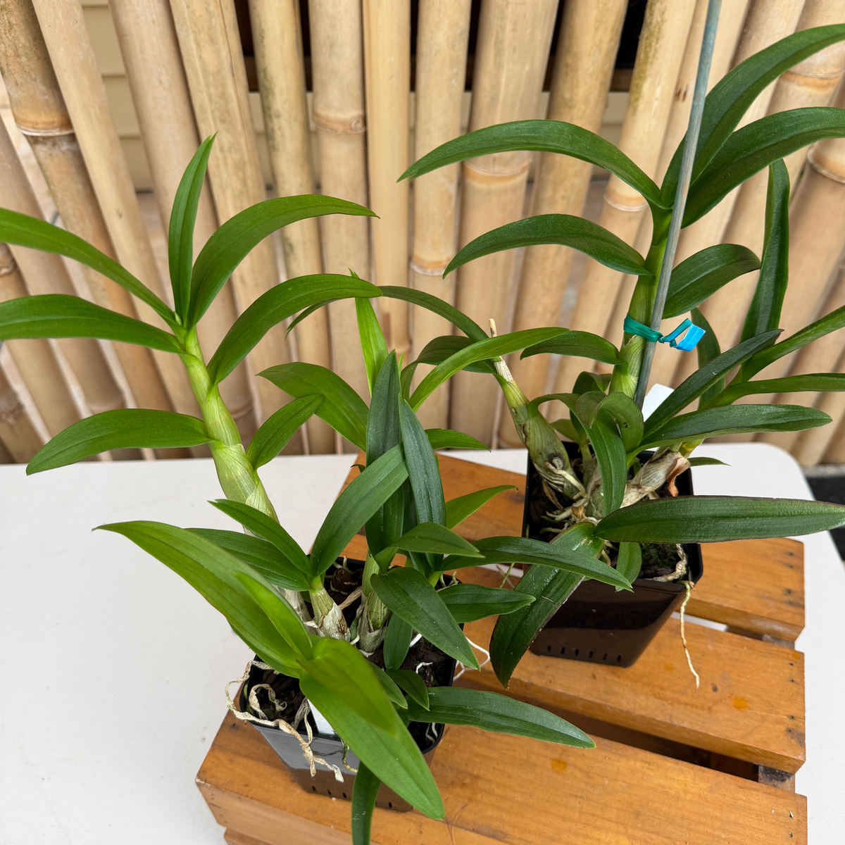 Den. Yaya Compactum (4"Pot) - Not Blooming