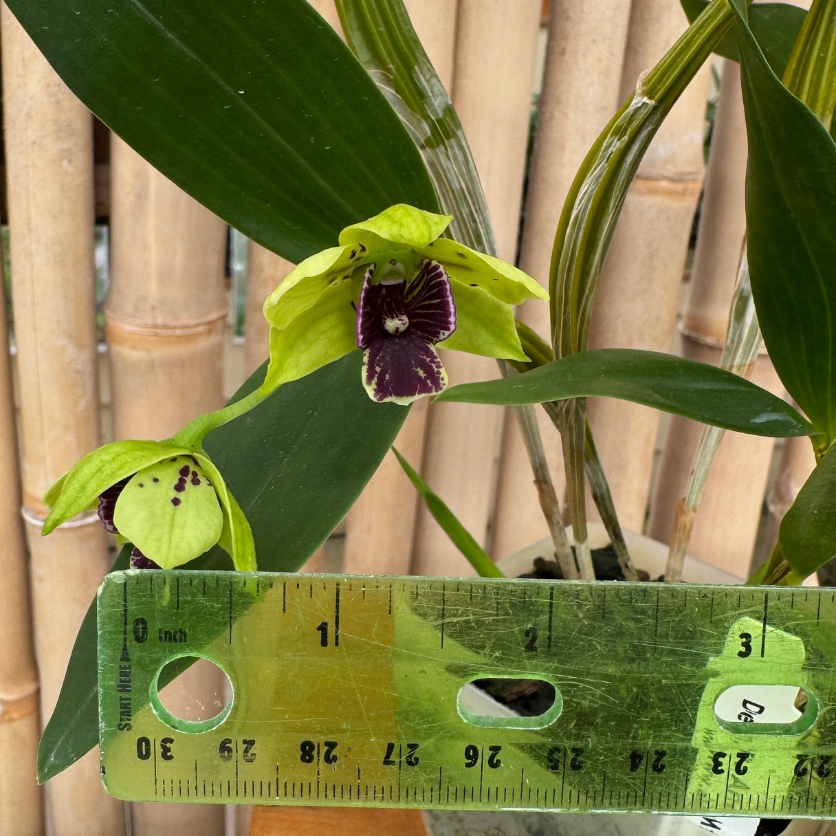 Den. Andreé Millar (atroviolaceum x convolutum) (4" Pot)