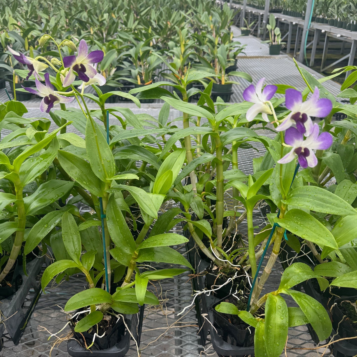 Dendrobium Aridang Blue (4" Pot) - Buds