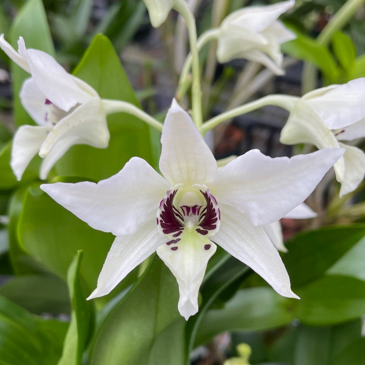 Den. Bill Takamatsu (5.5