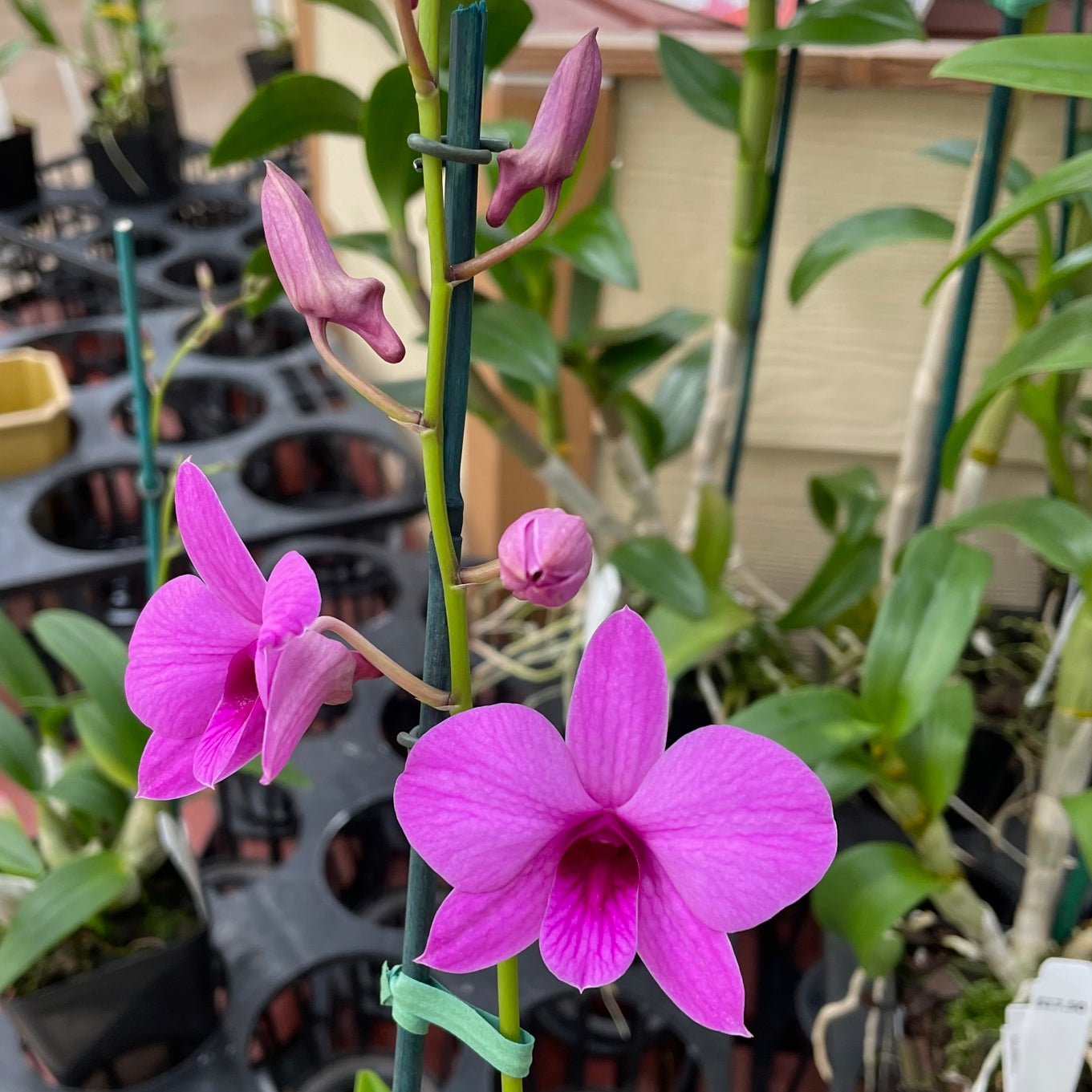 Den. Enobi Purple (Solid) - Buds