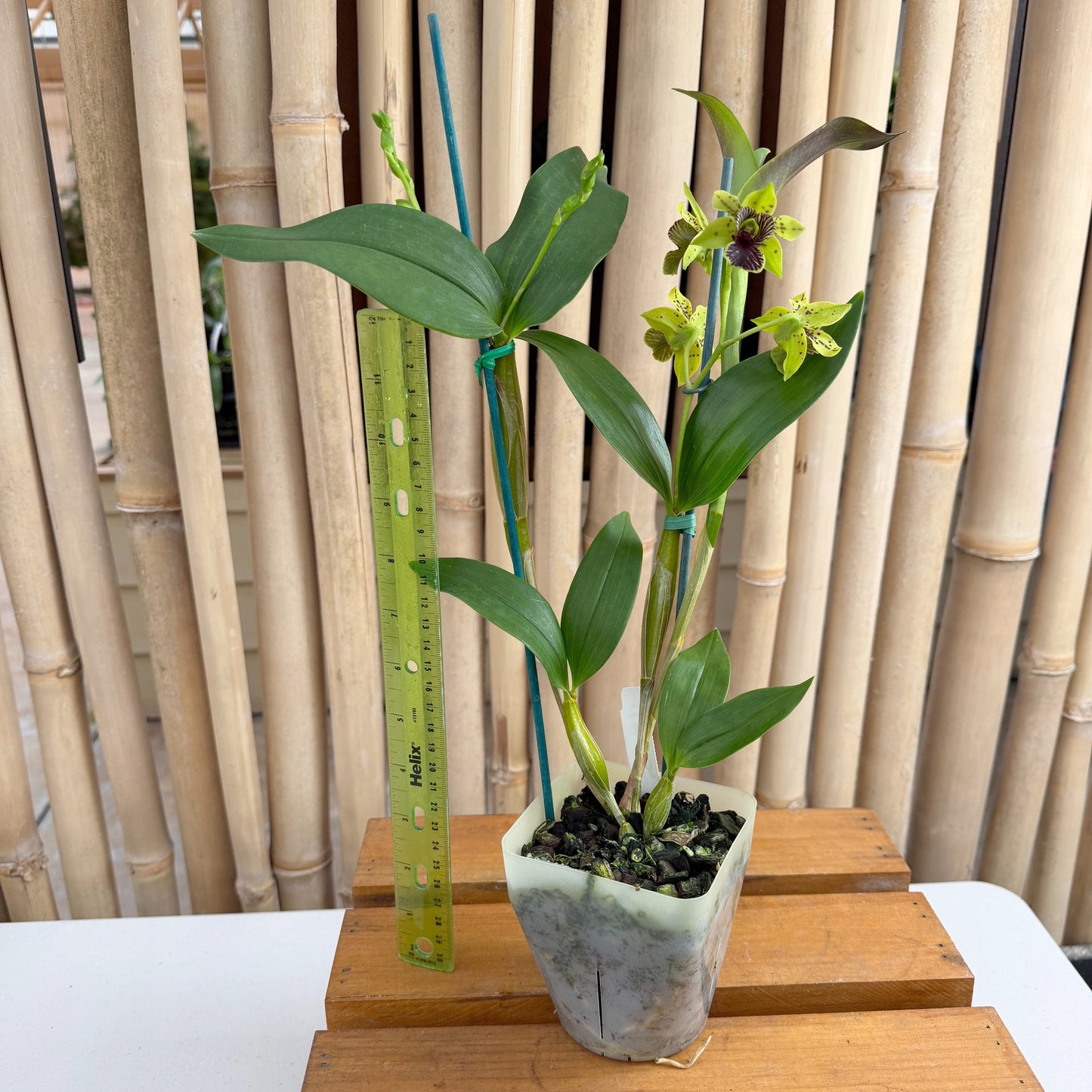 Den. Green Flash (4" Pot) - Buds