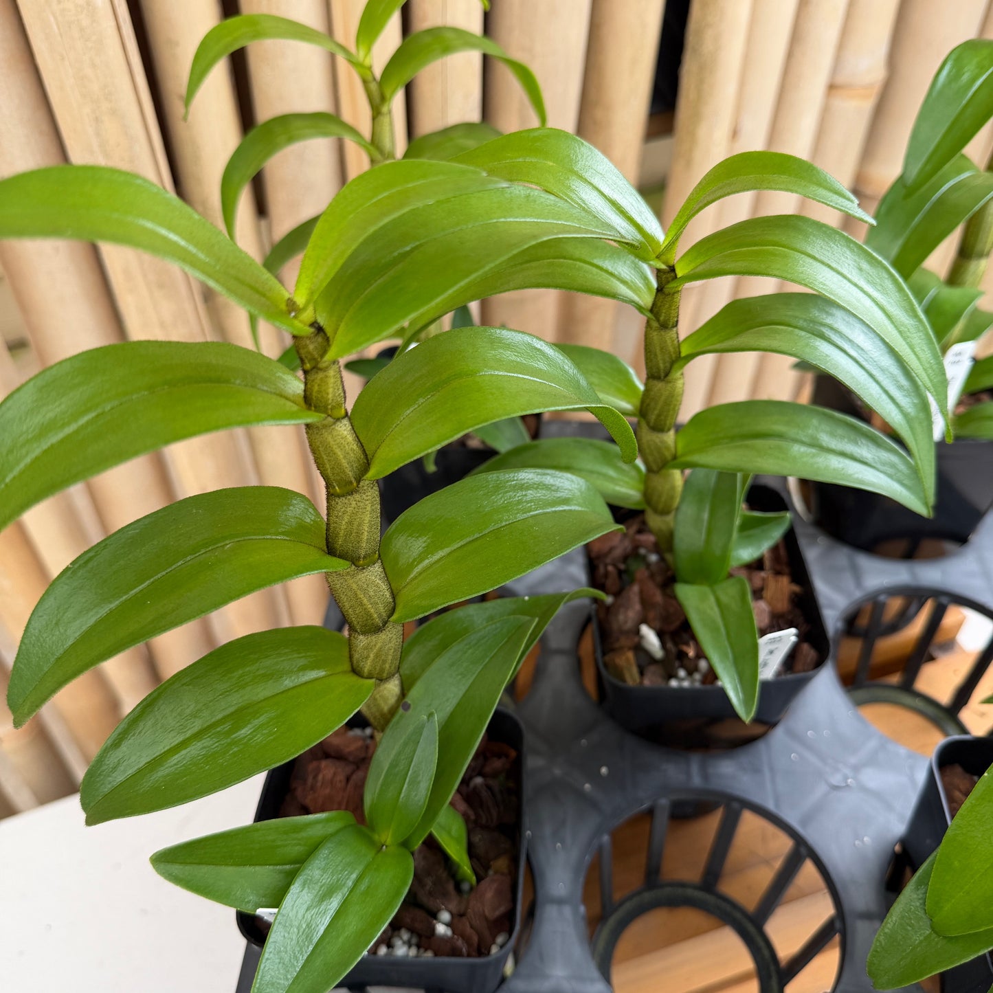 Den. Judith Nakayama 'Kaho’ohokuokalani' (4" Pot) - Not Blooming