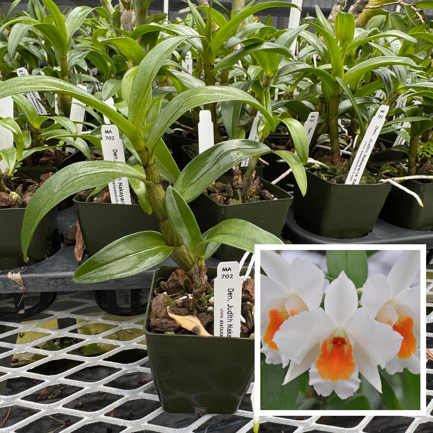 Dendrobium Judith Nakayama 'Kaho’ohokuokalani' (Starter-2.75" Pot)