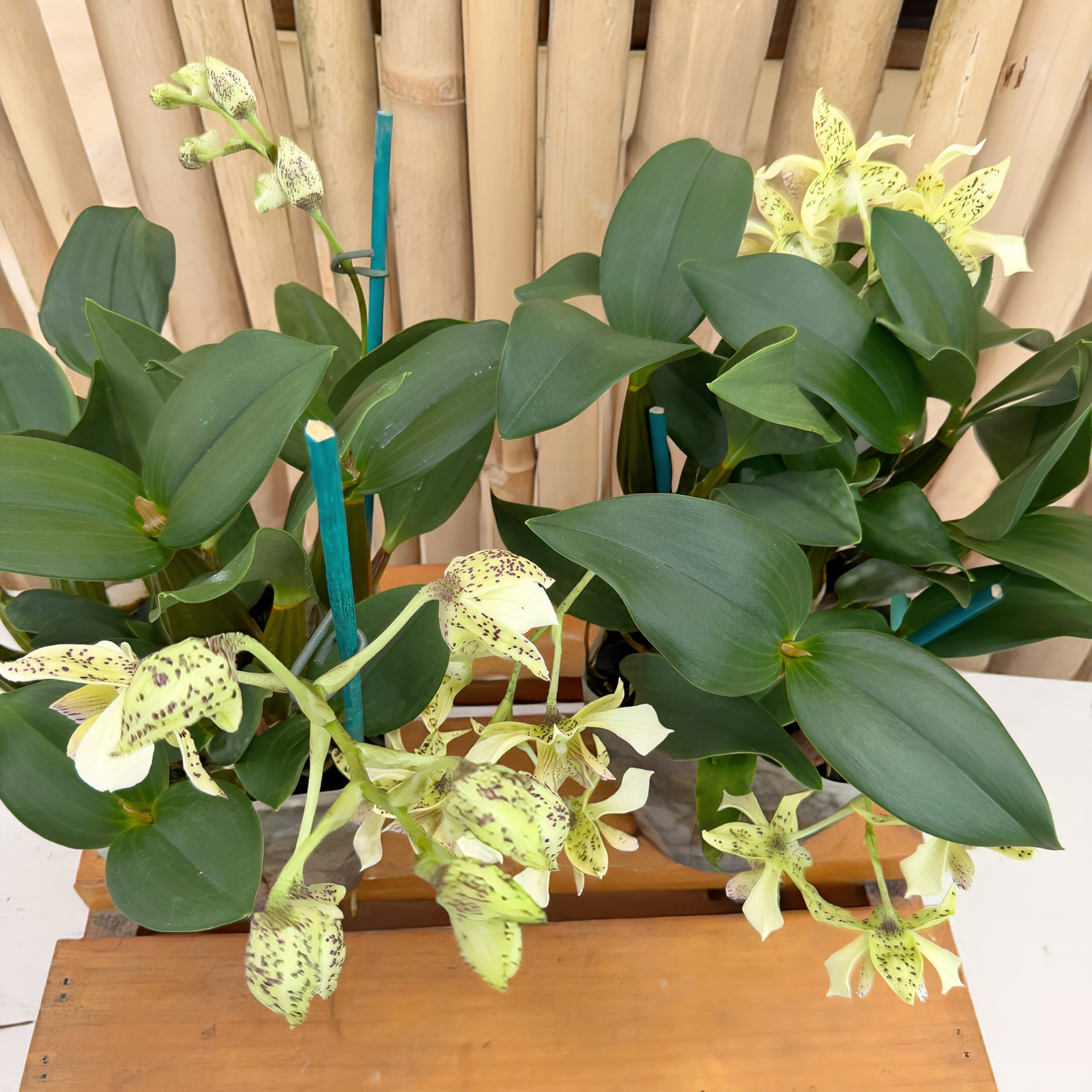 Den. Micro Chip x Den. polysema (4" Pot) - Buds