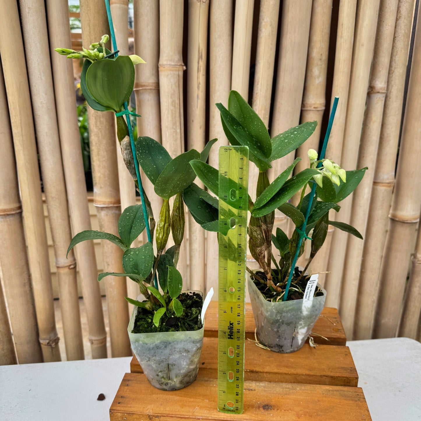 Dendrobium Micro Forbes (4" Pot) - Not Blooming