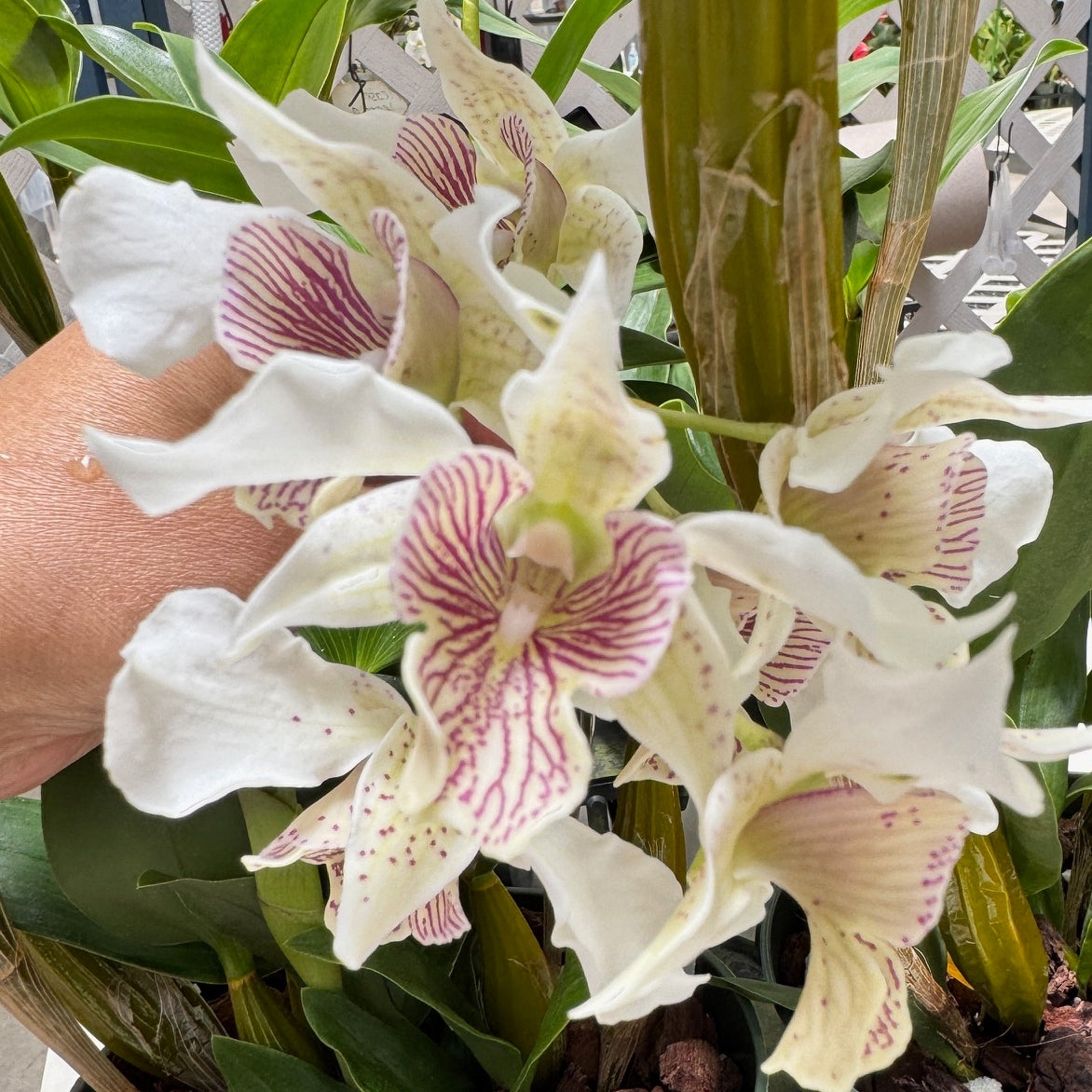 Den. Royal Chip 'Pinkie' x Den. polysema (5.5" Pot - Budded)