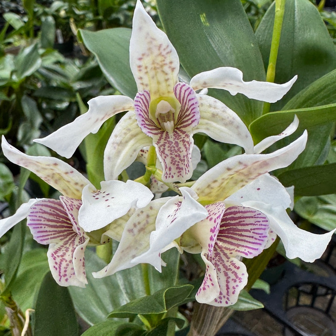 Den. Royal Chip 'Pinkie' x Den. polysema (5.5