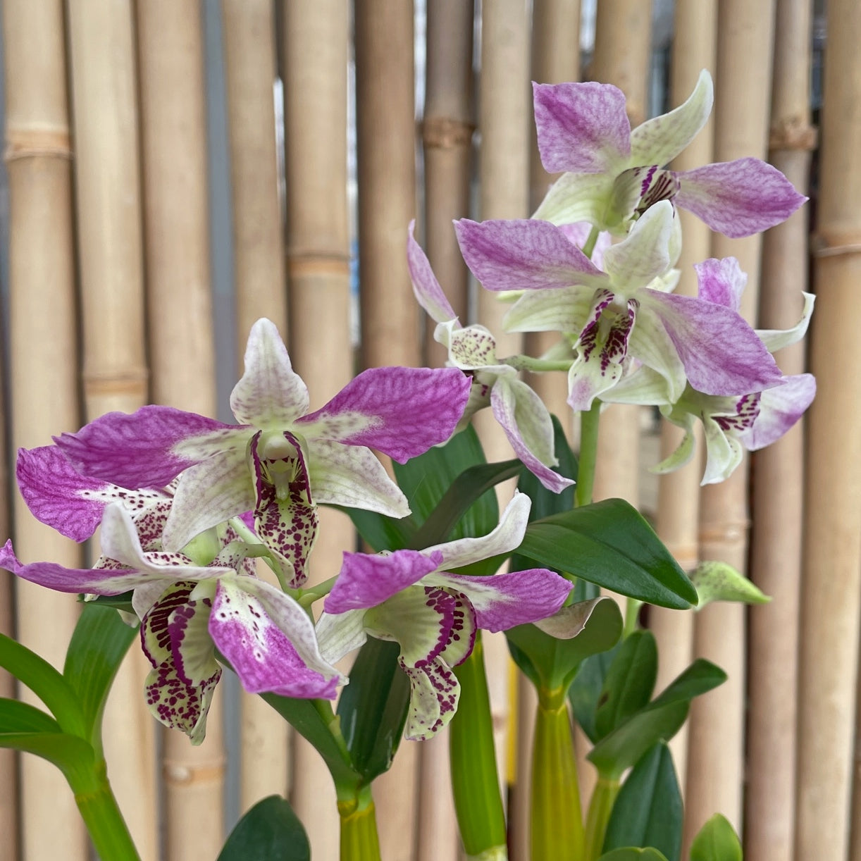 Den. Roy Tokunaga ('HR Pink' x 'Best Pink') - Buds – Akatsuka
