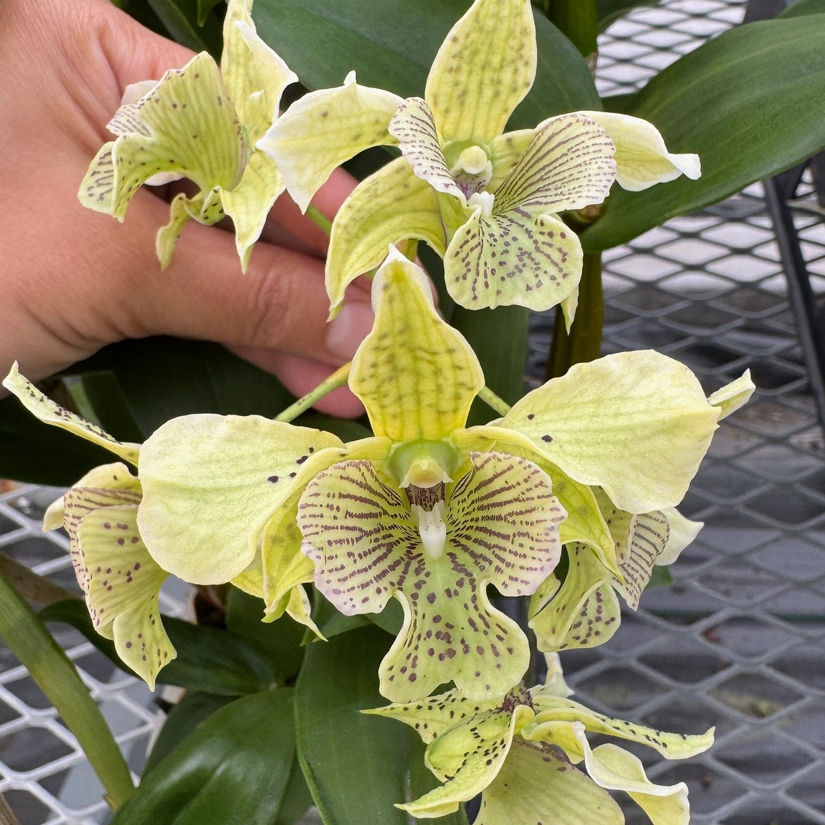 Den. Royal Chip 'Pinkie' x Den. polysema (4" Pot) - Not Flowering