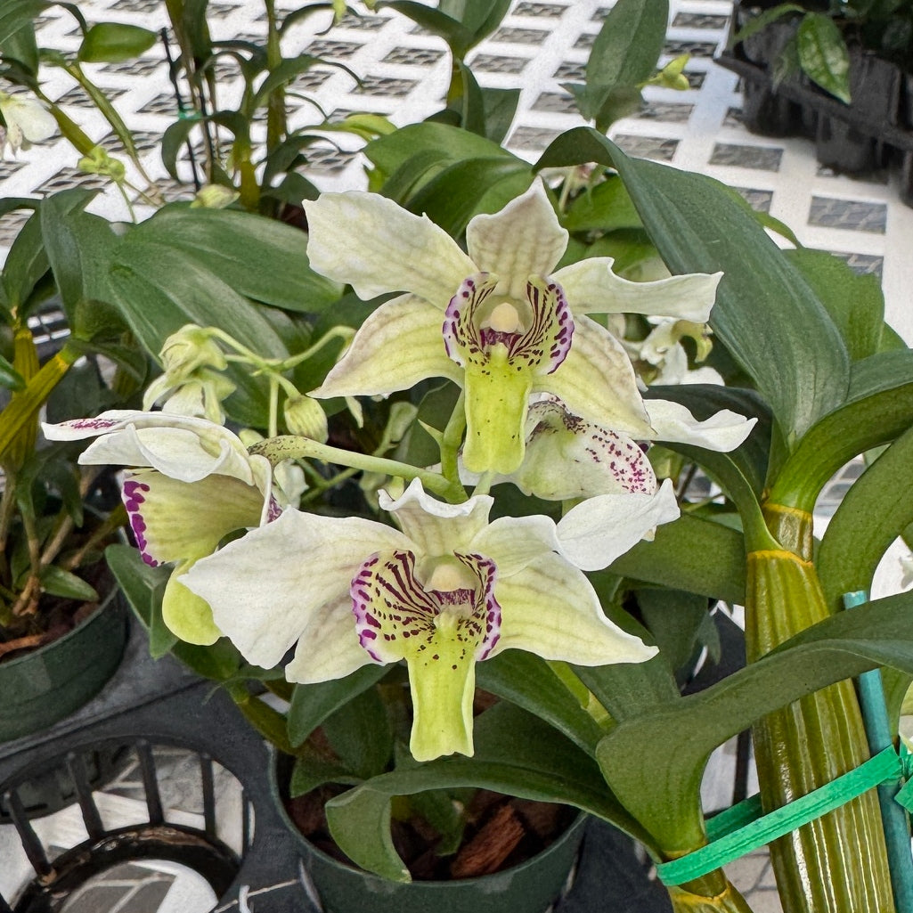 Den. Royal Nora (5.5