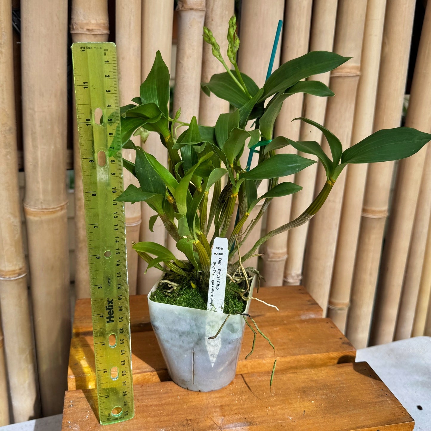 Den. Royal Chip (4" Pot) - Buds