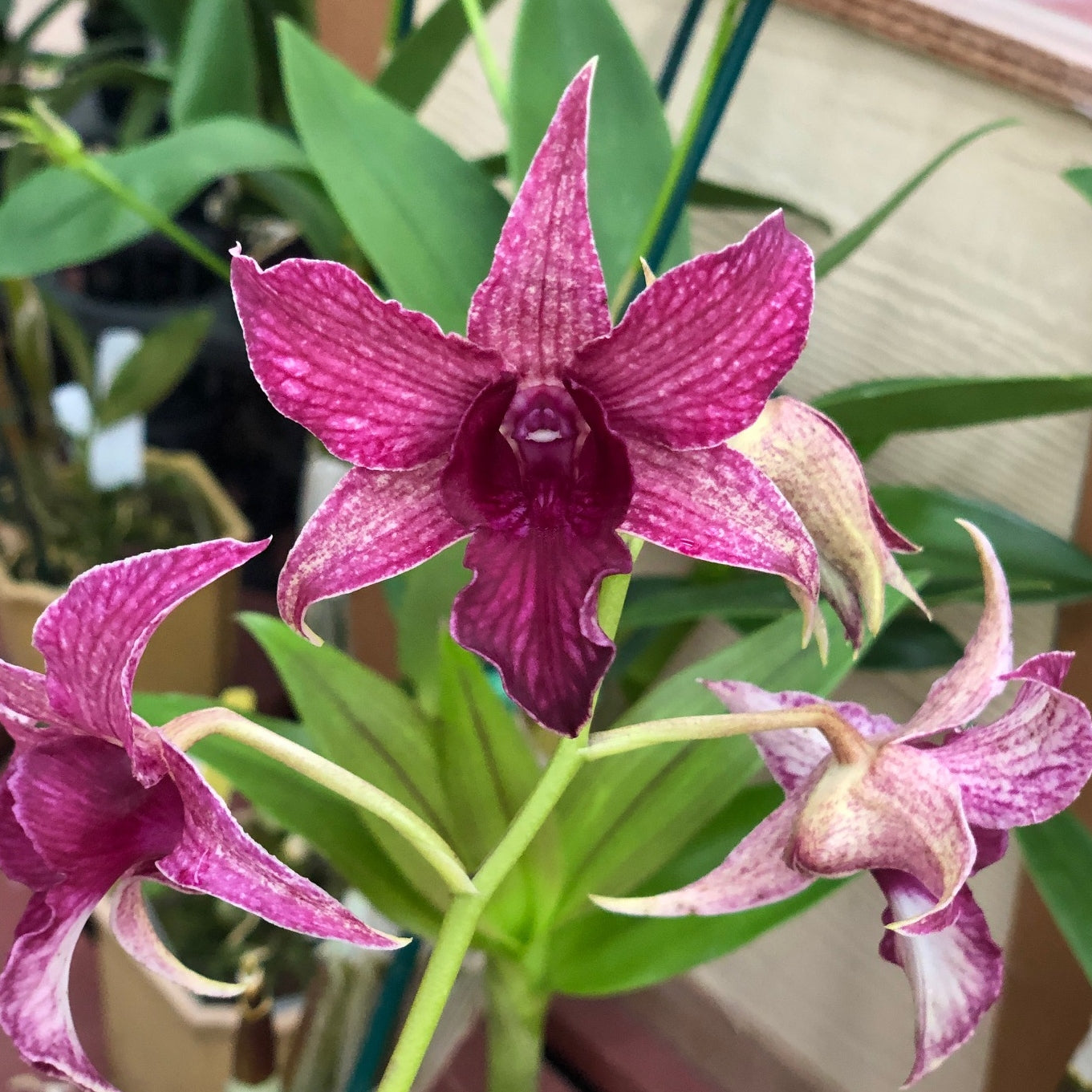 Den. Sherry Abe (4" Pot) - Not Blooming