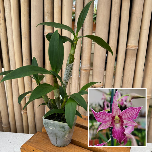 Den. Sherry Abe (4" Pot) - Not Blooming