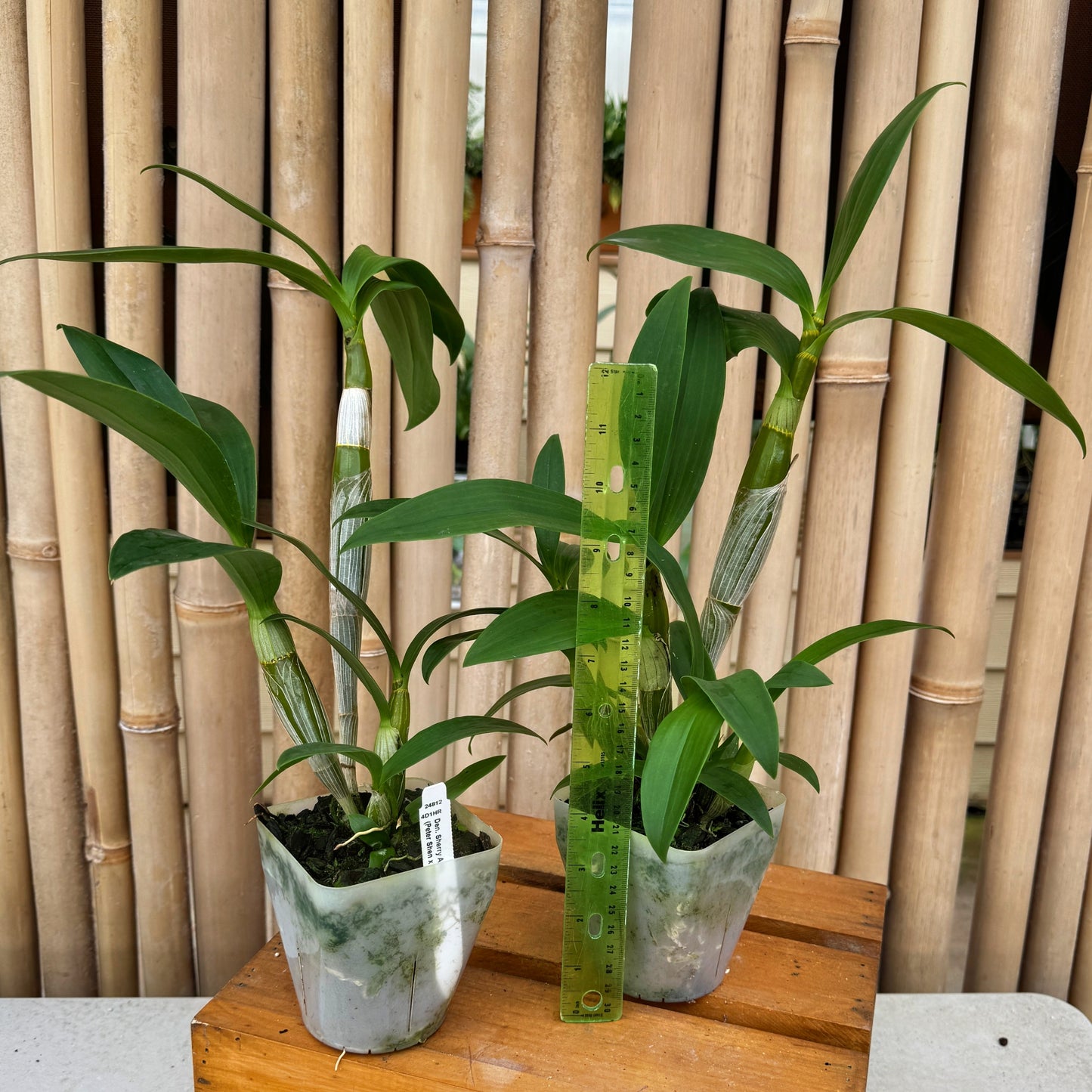 Den. Sherry Abe (4" Pot) - Not Blooming