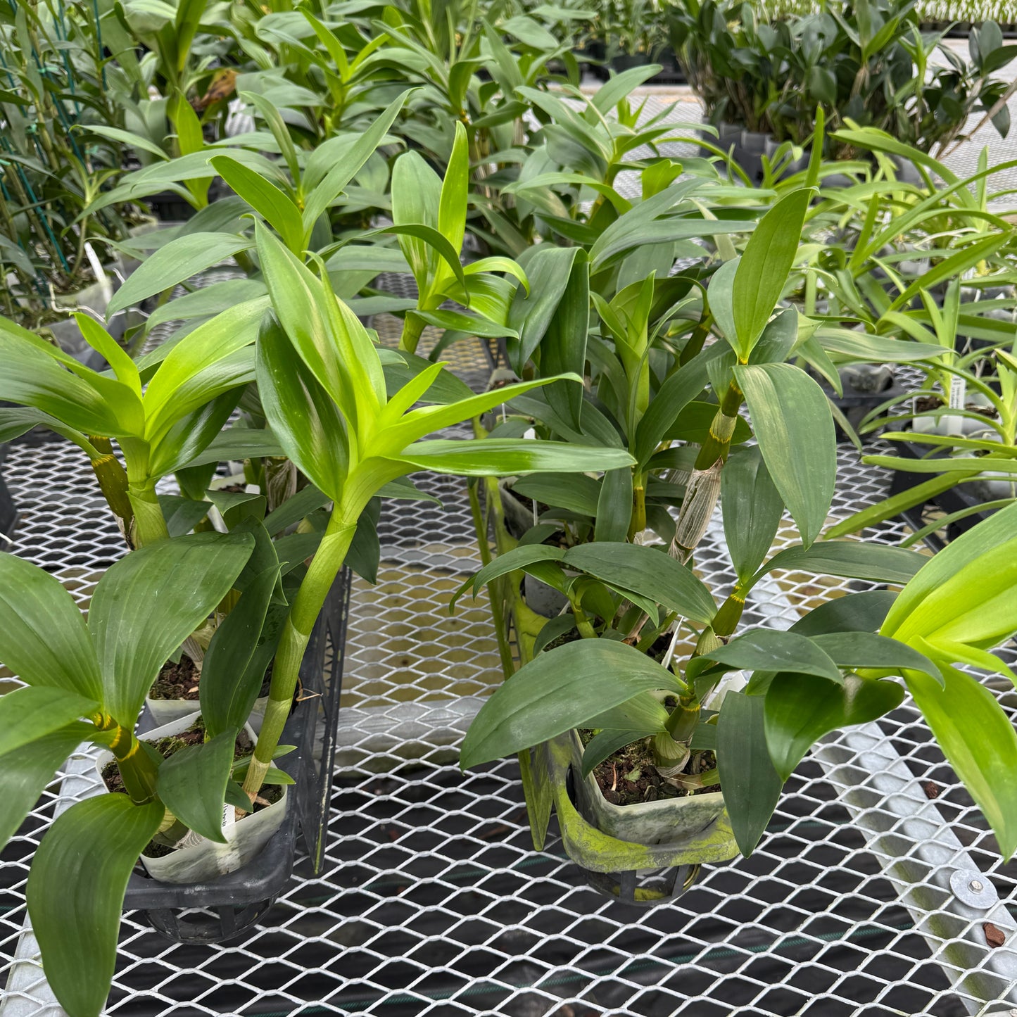 Den. Sherry Abe (4" Pot) - Not Blooming