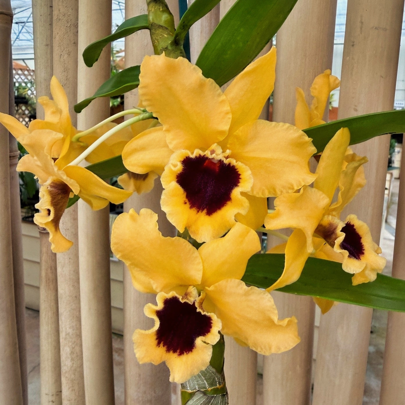 Den. Tianmu Huangdi (4" Pot)