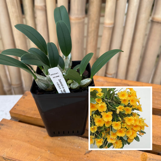 Dendrobium aggregatum x sib (4" Pot) - Not Blooming