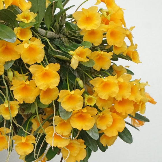 Dendrobium aggregatum x sib (4" Pot) - Not Blooming