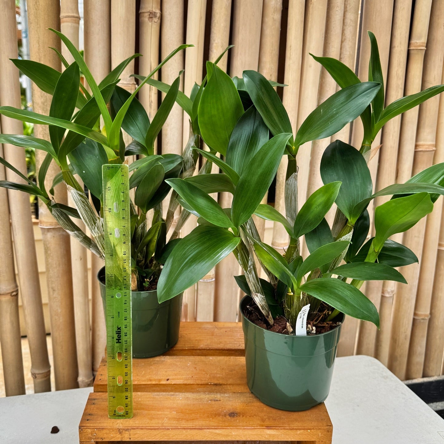 Den. alexandrae x sib (5.5" Pot) - Not Blooming