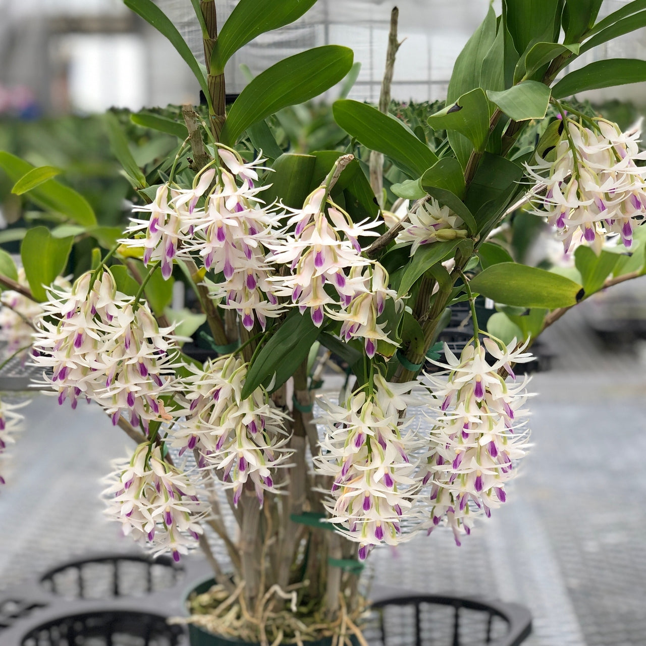 Dendrobium amethystoglossum (5.5" Pot) - Buds