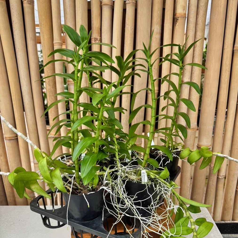 Dendrobium anosmum 'Super White' (Hono Hono) - Not Blooming
