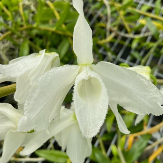 Dendrobium anosmum 'Super White' (Hono Hono) - Not Blooming