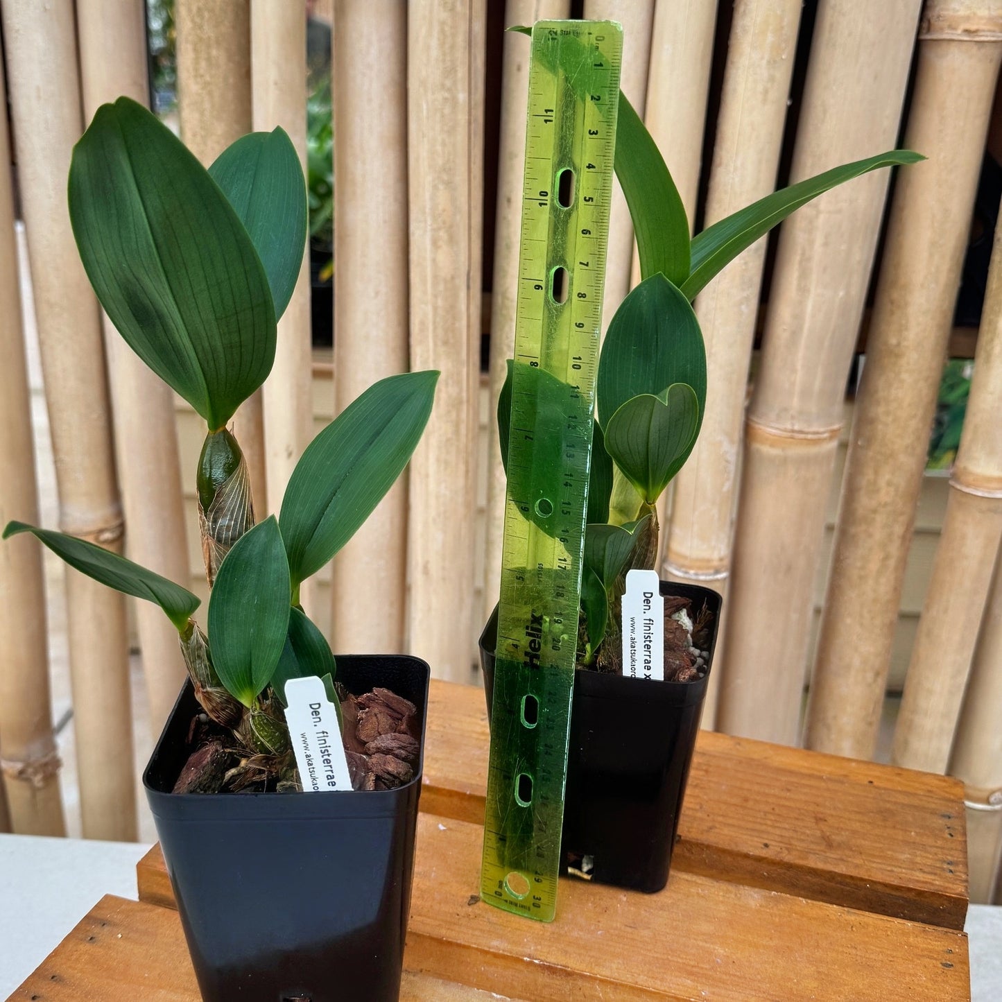 Den. finisterrae x sib (4" Pot) - Young Plant