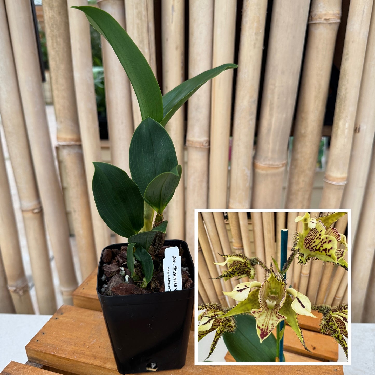 Den. finisterrae x sib (4" Pot) - Young Plant