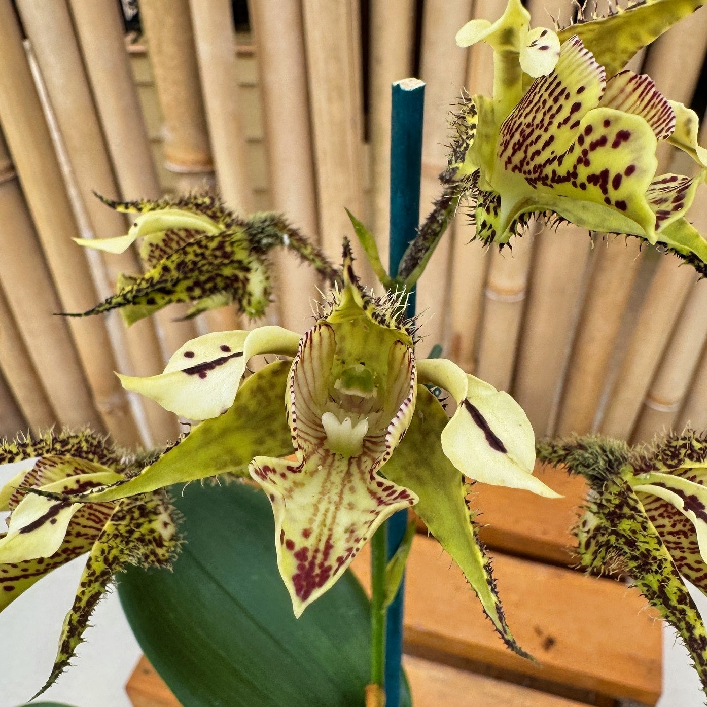 Den. finisterrae x sib (4" Pot) - Young Plant