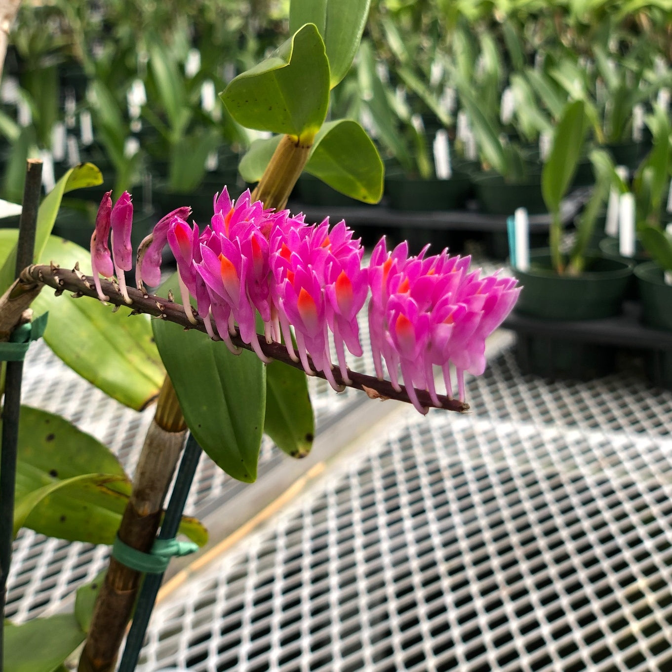 Dendrobium secundum 'Red' (4" Pot) - Not Blooming
