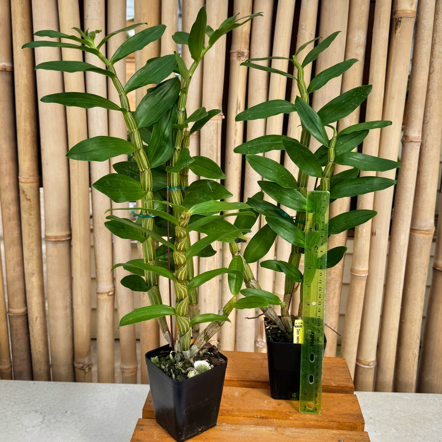 Den. secundum alba x 'Red' (4" Pot) -Not Blooming