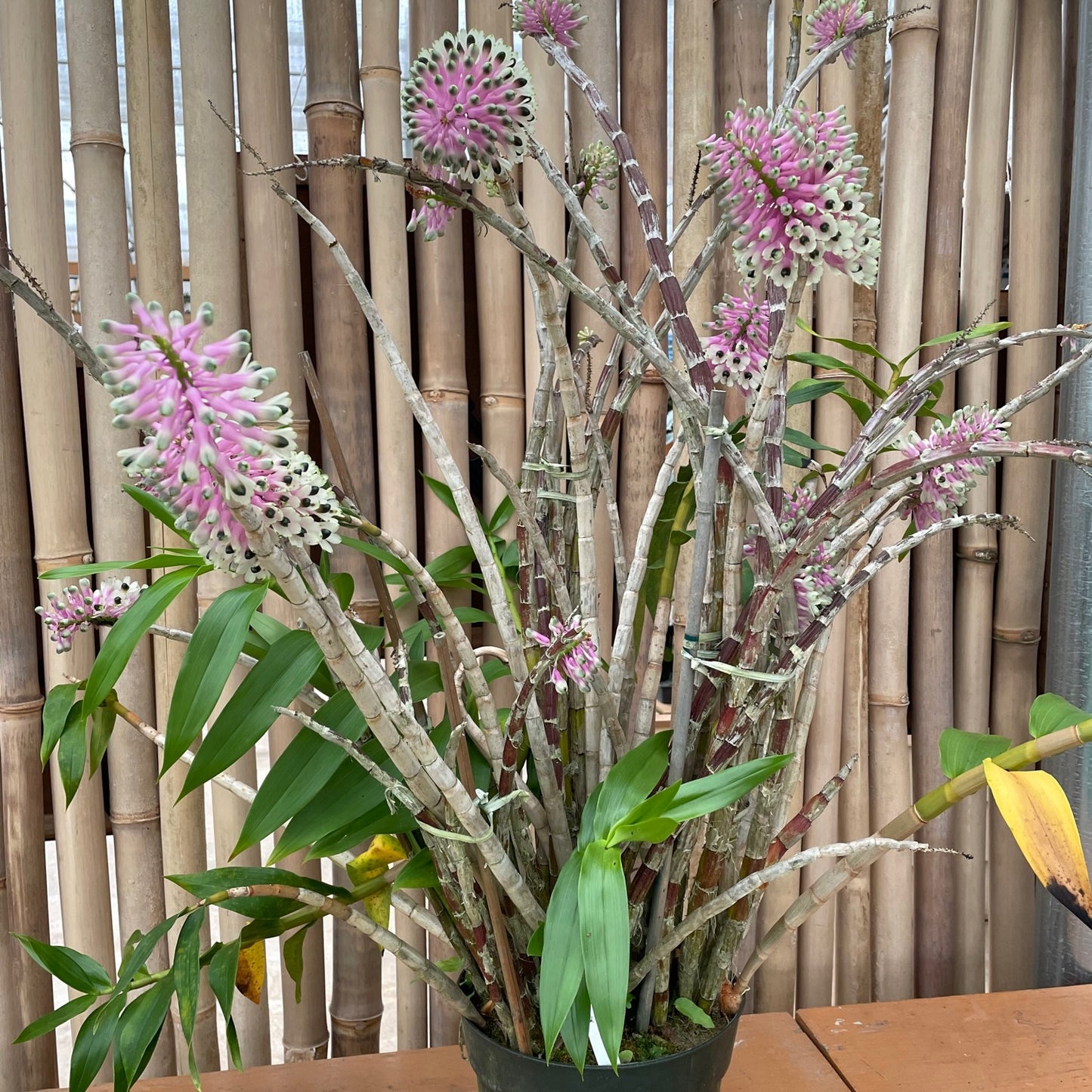 Den. smilliae 'Lea' x 'HR Giant' (5.5" Pot) - Not Blooming