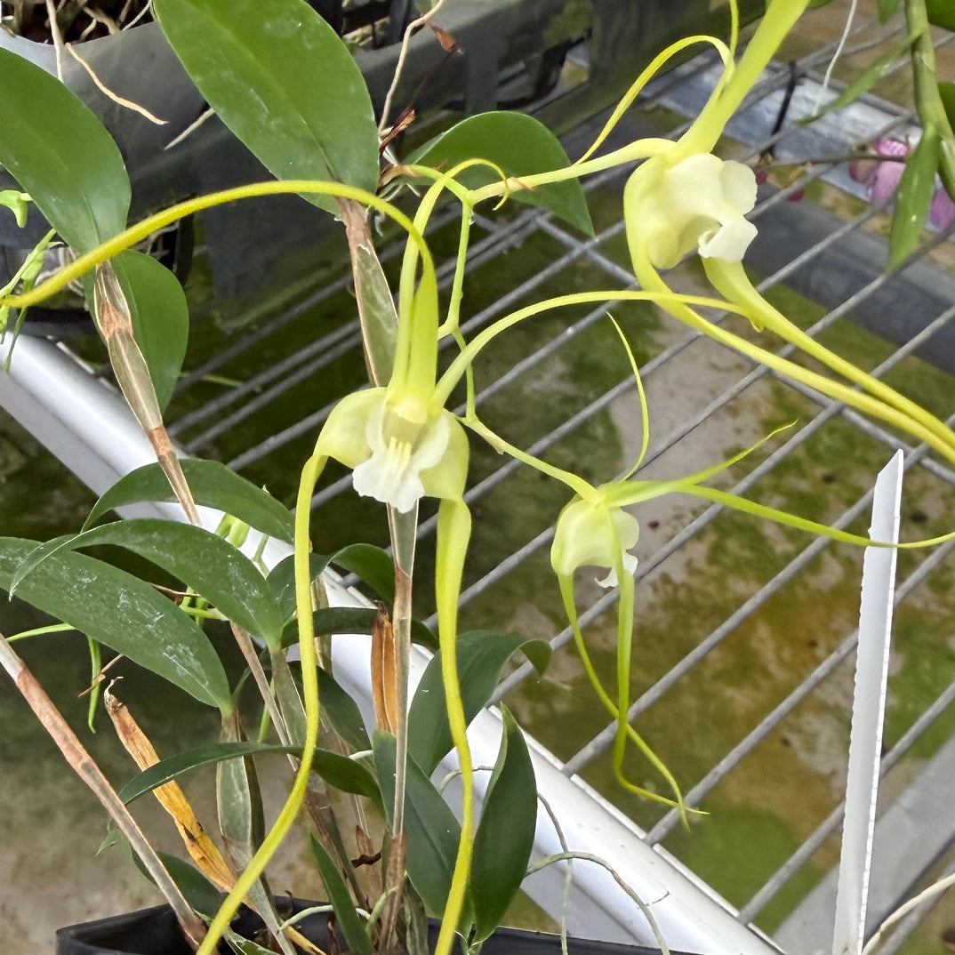 Dendrobium tetragonum album x sib (4" Pot) (Buds)