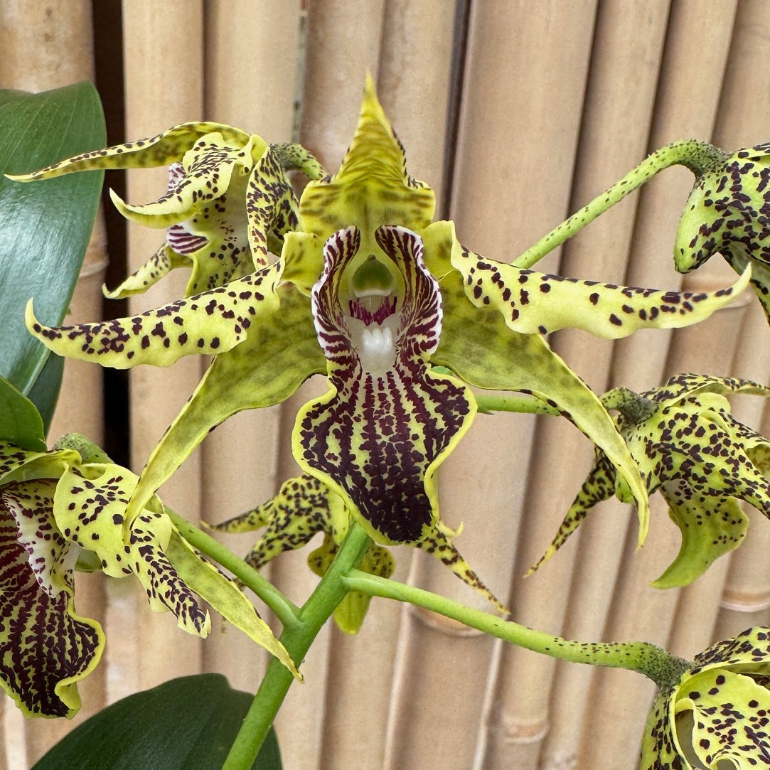 Den. alexandrae x sib (5.5
