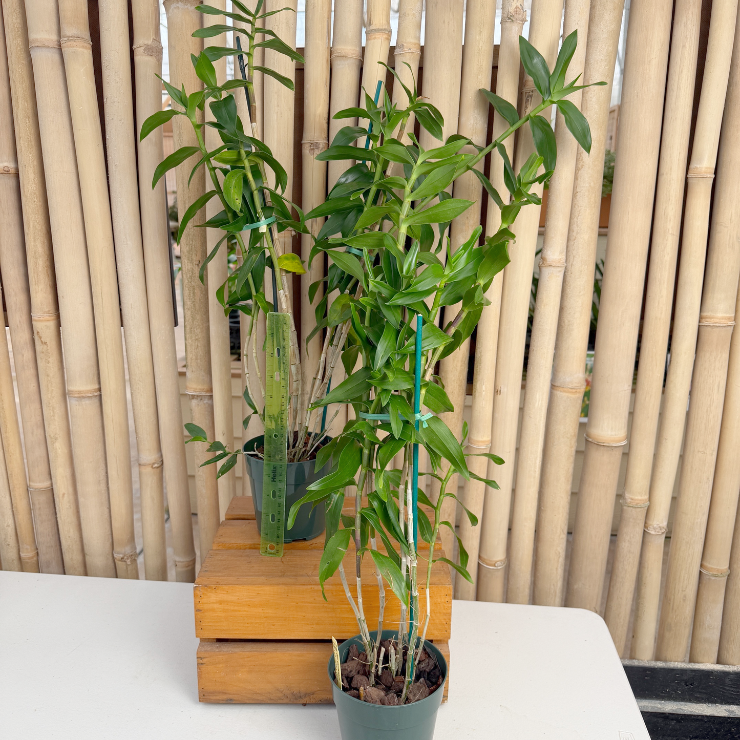 Dendrobium glomeratum x sib (5" Pot) - Not Blooming