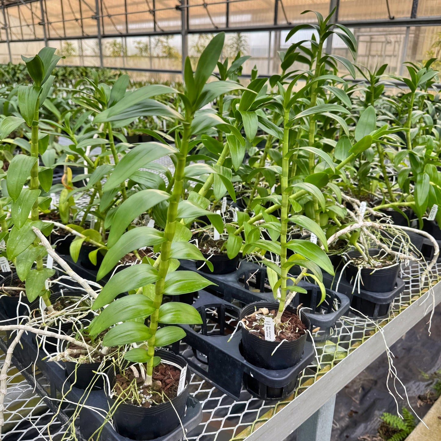 Dendrobium anosmum 'Super White' (Hono Hono) - Not Blooming
