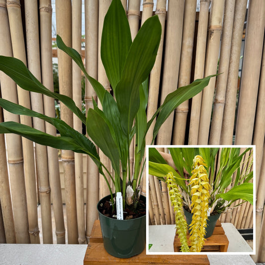 Dendrochilum magnum 'HOF Select' (Division - 5.5" Pot) - Not Blooming