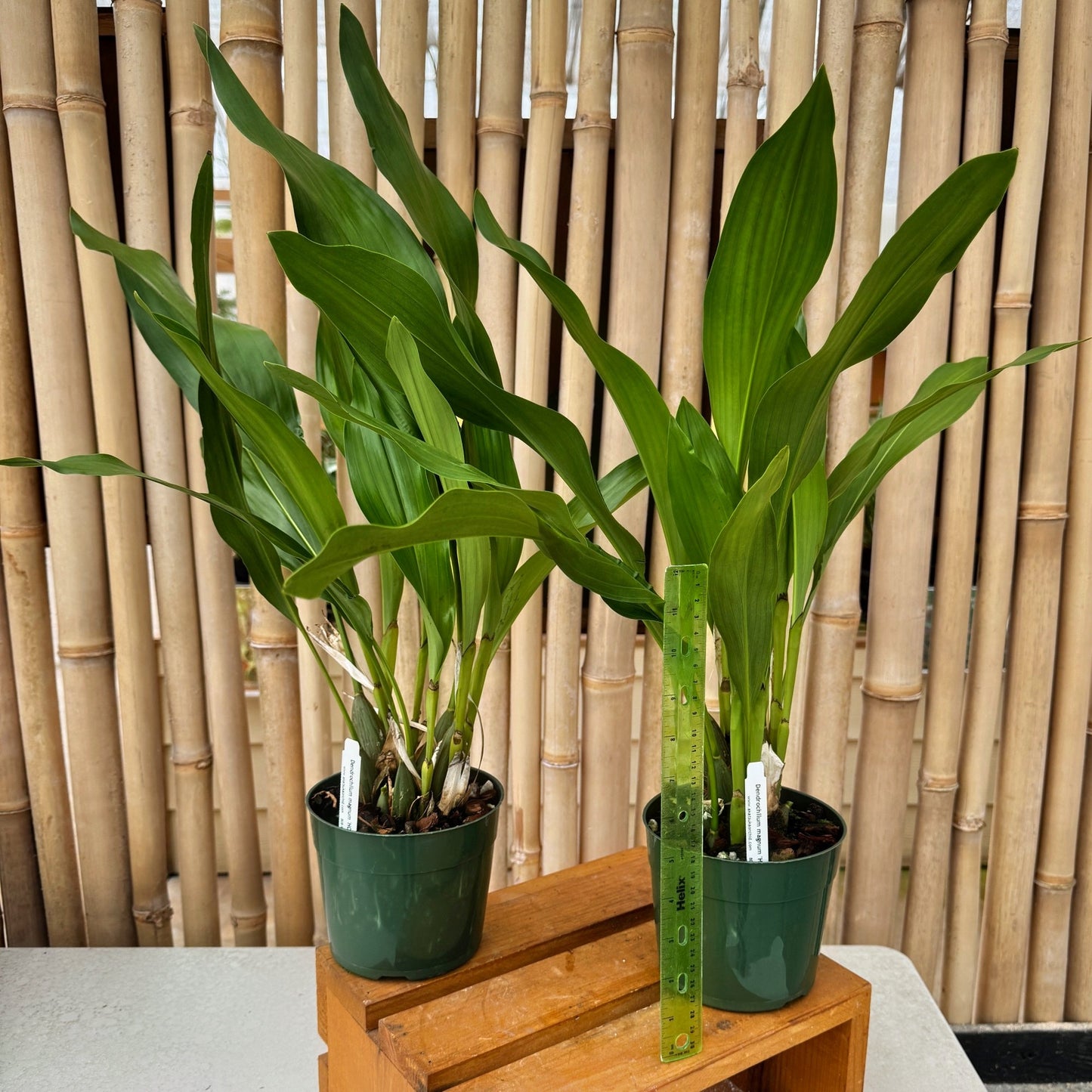 Dendrochilum magnum 'HOF Select' (Division - 5.5" Pot) - Not Blooming