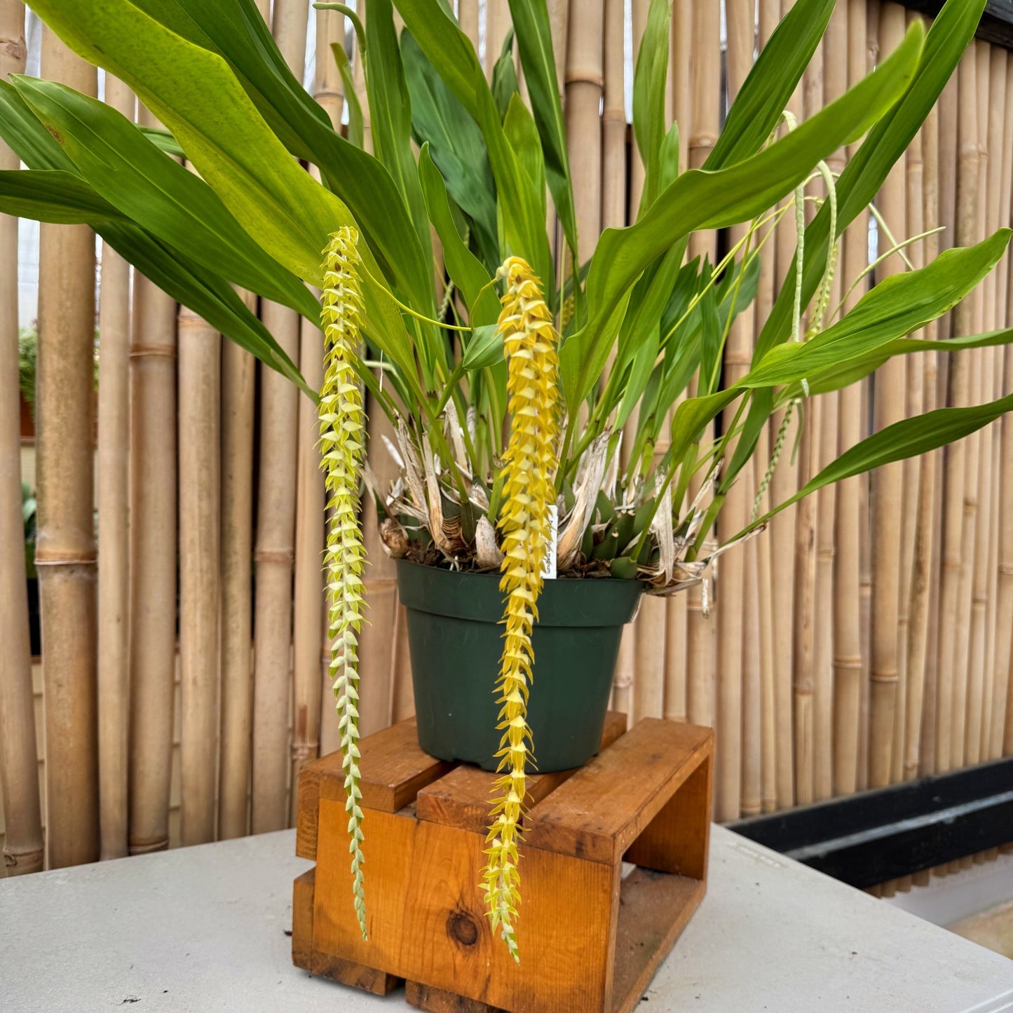 Dendrochilum magnum 'HOF Select' (Division - 5.5" Pot) - Not Blooming